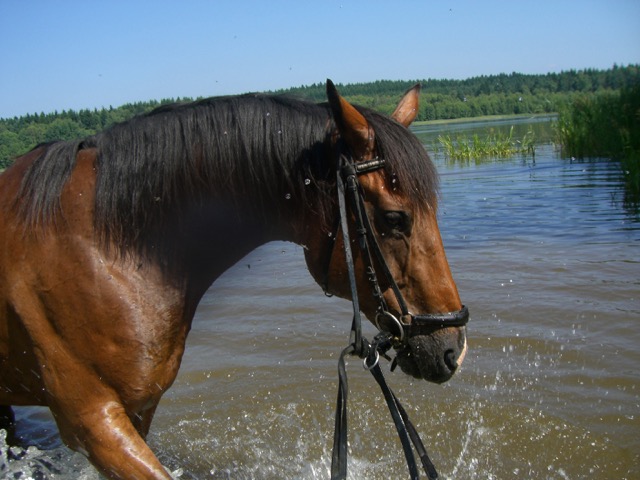 Lino im tschechischen Fischteich